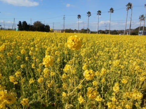 Canola flower field